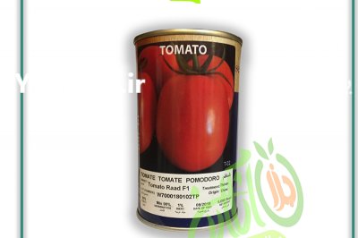 قمت بذر گوجه فرنگی رعد در شهرکرد در گروه خرید فروش بذر - انواع محصول کشاورزی گوجه کتان میوه درخت در یکمیوه -عکس1