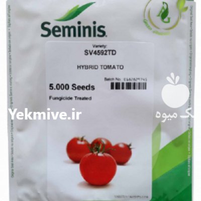 قیمت بذر گوجه فرنگی sv 4592 در بجنورد در گروه خرید فروش بذر - انواع محصول کشاورزی گوجه کتان میوه درخت در یکمیوه -عکس3