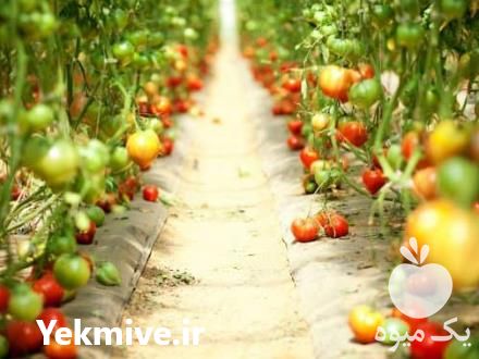 فروش تجهیزات گلخانه در تهران در گروه خرید فروش تجهیزات گلخانه - صنعتی خانگی هوشمند دست دوم در یکمیوه -عکس1