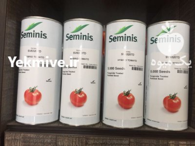 قیمت بذر گوجه فرنگی سمینس در گرگان در گروه خرید فروش بذر - انواع محصول کشاورزی گوجه کتان میوه درخت در یکمیوه -عکس2