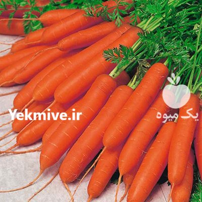 قیمت بذر هویج الیت سیدز در مشهد در گروه خرید فروش بذر - انواع محصول کشاورزی گوجه کتان میوه درخت در یکمیوه -عکس3