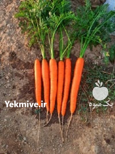 قیمت بذر هویج کارورا در کرج در گروه خرید فروش بذر - انواع محصول کشاورزی گوجه کتان میوه درخت در یکمیوه -عکس1