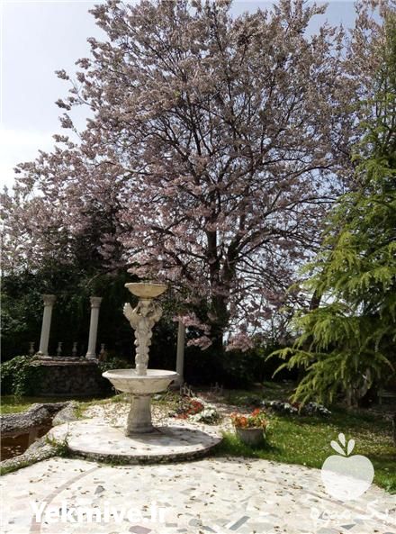 فروش نهال فضای سبز و نهال درختان غیرمثمر در سمنان در گروه خرید فروش نهال - انواع گردو پسته بادام سلطانی انگور در یکمیوه -عکس1