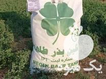 فروش انواع بذر علوفه یونجه در ایلخچی در گروه خرید فروش بذر - انواع محصول کشاورزی گوجه کتان میوه درخت در یکمیوه -عکس1