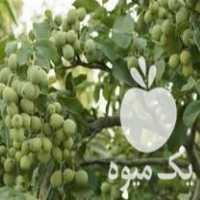 فروش نهال گردو و میوه در تهران در گروه خرید فروش نهال - انواع گردو پسته بادام سلطانی انگور در یکمیوه