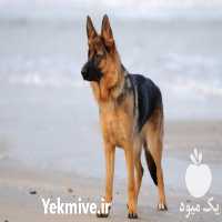 فروش پرورش سگ ژرمن مو کوتاه در کرج در گروه سگ و گربه _ نگهبان هاسکی ژرمن دوبرمن سرابی در یکمیوه