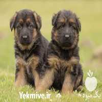 فروش فوق العاده ژرمن شپردموبلند در تهران در گروه سگ و گربه _ نگهبان هاسکی ژرمن دوبرمن سرابی در یکمیوه