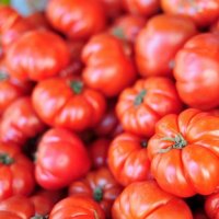 قیمت بذر گوجه فرنگی بیف در تبریز در گروه خرید فروش بذر - انواع محصول کشاورزی گوجه کتان میوه درخت در یکمیوه