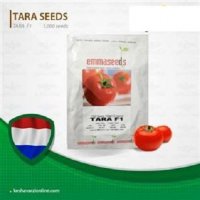 قیمت بذر گوجه فرنگی تارا در ارومیه در گروه خرید فروش بذر - انواع محصول کشاورزی گوجه کتان میوه درخت در یکمیوه