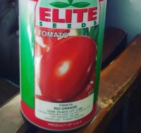 قیمت بذر گوجه فرنگی الیت در کرمانشاه در گروه خرید فروش بذر - انواع محصول کشاورزی گوجه کتان میوه درخت در یکمیوه