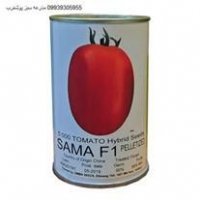 قیمت بذر گوجه فرنگی سماء در اراک در گروه خرید فروش بذر - انواع محصول کشاورزی گوجه کتان میوه درخت در یکمیوه