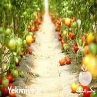 فروش تجهیزات گلخانه در تهران در گروه خرید فروش تجهیزات گلخانه - صنعتی خانگی هوشمند دست دوم در یکمیوه
