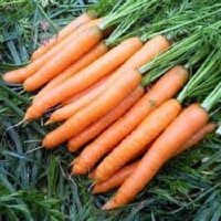 قیمت بذر هویج سیرانو در ارومیه در گروه خرید فروش بذر - انواع محصول کشاورزی گوجه کتان میوه درخت در یکمیوه