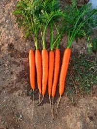 قیمت بذر هویج کارورا در کرج در گروه خرید فروش بذر - انواع محصول کشاورزی گوجه کتان میوه درخت در یکمیوه