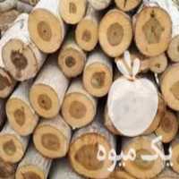 خرید چوب چنار سیب زرد آلو چوب خشک در تکاب در گروه خرید فروش عمده چوب- زغال چوب گردو تبریزی خام در یکمیوه
