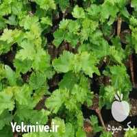 فروش نهال انگور ترکمن 4 در شاهرود در گروه خرید فروش نهال - انواع گردو پسته بادام سلطانی انگور در یکمیوه