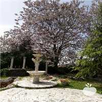 فروش نهال فضای سبز و نهال درختان غیرمثمر در سمنان در گروه خرید فروش نهال - انواع گردو پسته بادام سلطانی انگور در یکمیوه