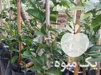 فروش نهال مرکبات در ساری در گروه خرید فروش نهال - انواع گردو پسته بادام سلطانی انگور در یکمیوه -عکس1