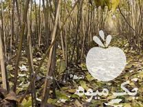 فروش گردو پیوندی آریا گردو در خوی در گروه خرید فروش نهال - انواع گردو پسته بادام سلطانی انگور در یکمیوه -عکس1