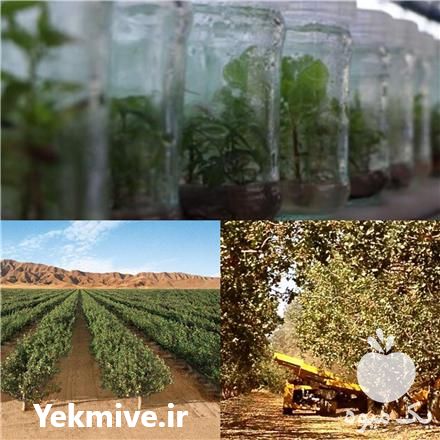 فروش نهال پسته اصلاحی هیبریدی در اصفهان در گروه خرید فروش نهال - انواع گردو پسته بادام سلطانی انگور در یکمیوه -عکس1