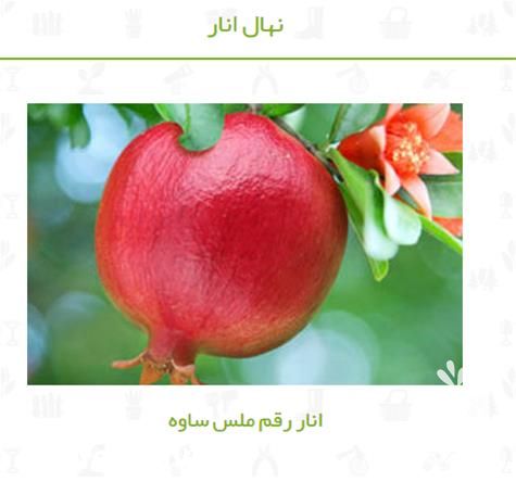 فروش انواع نهال انار در یزد در گروه خرید فروش نهال - انواع گردو پسته بادام سلطانی انگور در یکمیوه -عکس1