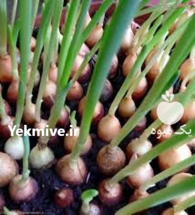 قیمت بذر پیاز یونی ژن در رشت در گروه خرید فروش بذر - انواع محصول کشاورزی گوجه کتان میوه درخت در یکمیوه -عکس1