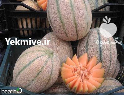 قیمت بذر خربزه جانا در بندرعباس در گروه خرید فروش بذر - انواع محصول کشاورزی گوجه کتان میوه درخت در یکمیوه -عکس2