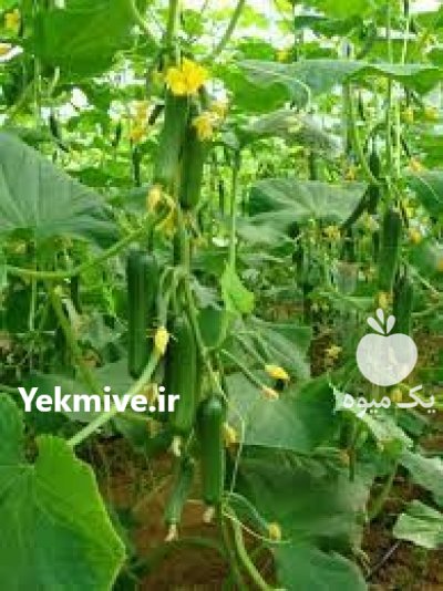 قیمت بذر خیار استورم در اردبیل در گروه خرید فروش بذر - انواع محصول کشاورزی گوجه کتان میوه درخت در یکمیوه -عکس3