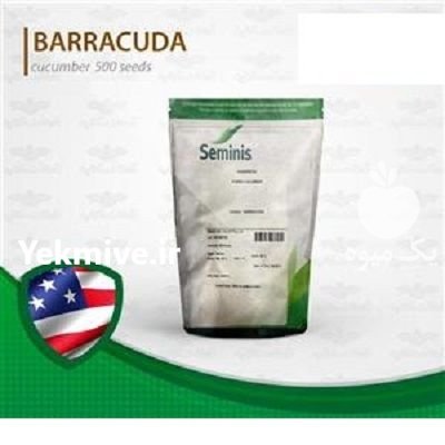 قیمت بذر خیار باراکودا در زنجان در گروه خرید فروش بذر - انواع محصول کشاورزی گوجه کتان میوه درخت در یکمیوه -عکس3