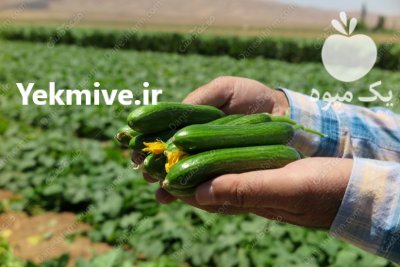 قیمت فروش بذر خیار دلتا در قزوین در گروه خرید فروش بذر - انواع محصول کشاورزی گوجه کتان میوه درخت در یکمیوه -عکس2