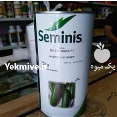 قیمت فروش بذر خیار رویال سمینس در گرگان در گروه خرید فروش بذر - انواع محصول کشاورزی گوجه کتان میوه درخت در یکمیوه -عکس2