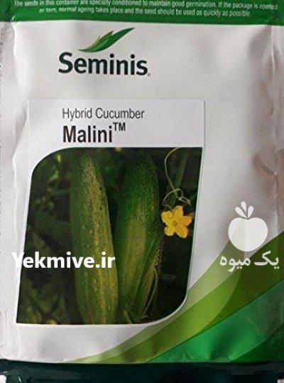 قیمت فروش بذر خیار رویال سمینس در گرگان در گروه خرید فروش بذر - انواع محصول کشاورزی گوجه کتان میوه درخت در یکمیوه -عکس3