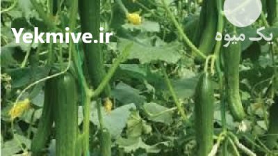 قیمت بذر خیار گلخانه ای ام آر سی در یاسوج در گروه خرید فروش بذر - انواع محصول کشاورزی گوجه کتان میوه درخت در یکمیوه -عکس2