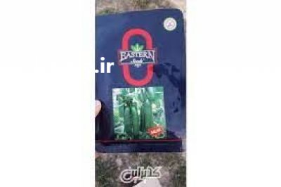 قیمت بذر خیار گلخانه ای سالار در مشهد در گروه خرید فروش بذر - انواع محصول کشاورزی گوجه کتان میوه درخت در یکمیوه -عکس3