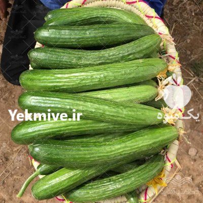 قیمت بذر خیار نیکرسون در قم در گروه خرید فروش بذر - انواع محصول کشاورزی گوجه کتان میوه درخت در یکمیوه -عکس2