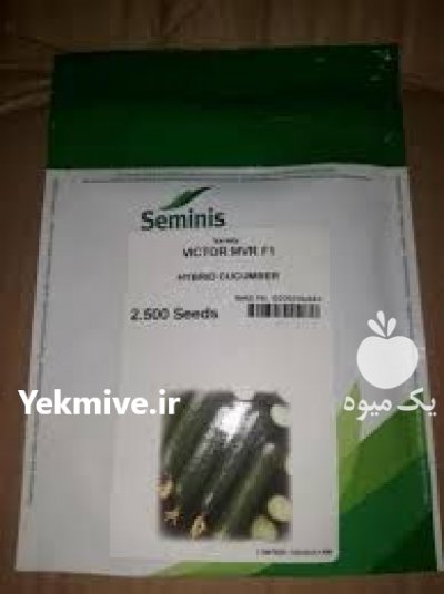 قیمت بذر خیار ویکتور در چالوس در گروه خرید فروش بذر - انواع محصول کشاورزی گوجه کتان میوه درخت در یکمیوه -عکس3