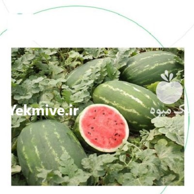 قیمت فروش بذر هندوانه استارپلاس در کرج در گروه خرید فروش بذر - انواع محصول کشاورزی گوجه کتان میوه درخت در یکمیوه -عکس2