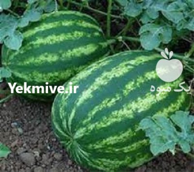 قیمت بذر هندوانه باراکا در گرگان در گروه خرید فروش بذر - انواع محصول کشاورزی گوجه کتان میوه درخت در یکمیوه -عکس1