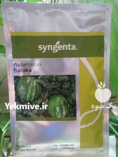 قیمت بذر هندوانه باراکا در گرگان در گروه خرید فروش بذر - انواع محصول کشاورزی گوجه کتان میوه درخت در یکمیوه -عکس2