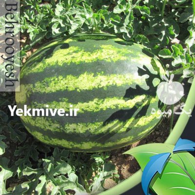 بذر هندوانه سوپرستار میکادو در تهران در گروه خرید فروش بذر - انواع محصول کشاورزی گوجه کتان میوه درخت در یکمیوه -عکس3