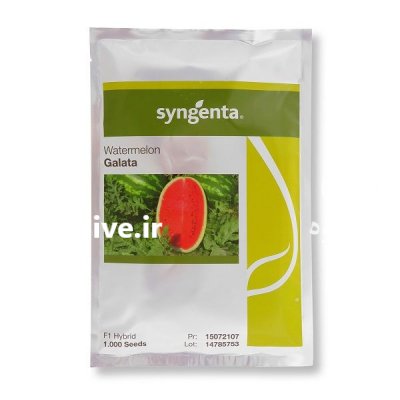 قیمت بذر هندوانه گالاتا در اراک در گروه خرید فروش بذر - انواع محصول کشاورزی گوجه کتان میوه درخت در یکمیوه -عکس1