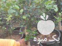 فروش یاس هلندی سر خورده گلدانی در بوشهر در گروه خرید فروش عمده گیاهان زینتی - گرمسیری آپارتمانی باغچه آب در یکمیوه -عکس1