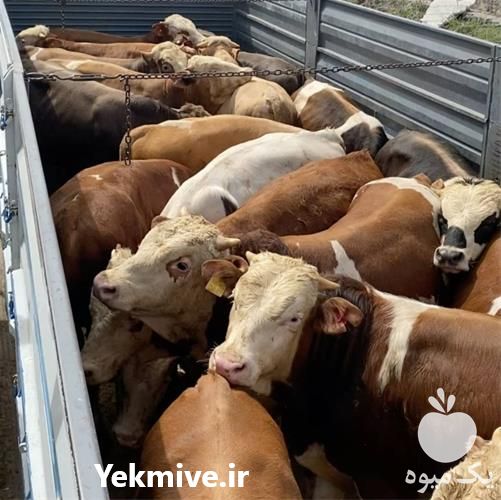 قیمت فروش گوساله در هرمز در گروه گاو و گوسفند و میش و بز کهره گوساله سمینتال در یکمیوه -عکس1