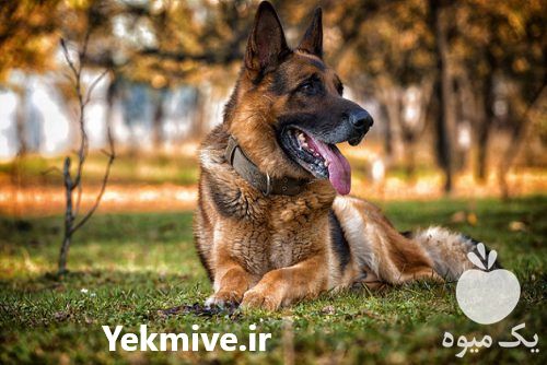 فروش توله ژرمن اصیل در تهران در گروه سگ و گربه _ نگهبان هاسکی ژرمن دوبرمن سرابی در یکمیوه -عکس1