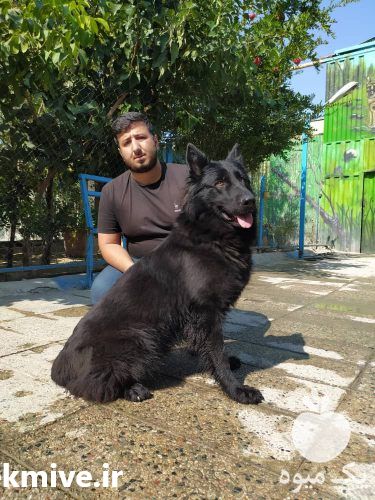 مرکز فروش سگ ژرمن شپرد شولاین وورک لاین در تهران در گروه سگ و گربه _ نگهبان هاسکی ژرمن دوبرمن سرابی در یکمیوه -عکس1