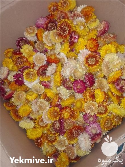 خرید و فروش گل مینا خشک در تهران در گروه خرید فروش عمده گیاهان دارویی - معطر خشک خواص دار در یکمیوه -عکس1