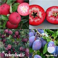 فروش انواع نهال میوه در اصفهان در گروه خرید فروش نهال - انواع گردو پسته بادام سلطانی انگور در یکمیوه