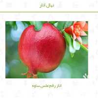 فروش انواع نهال انار در یزد در گروه خرید فروش نهال - انواع گردو پسته بادام سلطانی انگور در یکمیوه