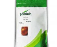 قیمت فروش بذر پیاز امپراتریس در ارومیه در گروه خرید فروش بذر - انواع محصول کشاورزی گوجه کتان میوه درخت در یکمیوه