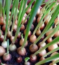 قیمت بذر پیاز یونی ژن در رشت در گروه خرید فروش بذر - انواع محصول کشاورزی گوجه کتان میوه درخت در یکمیوه